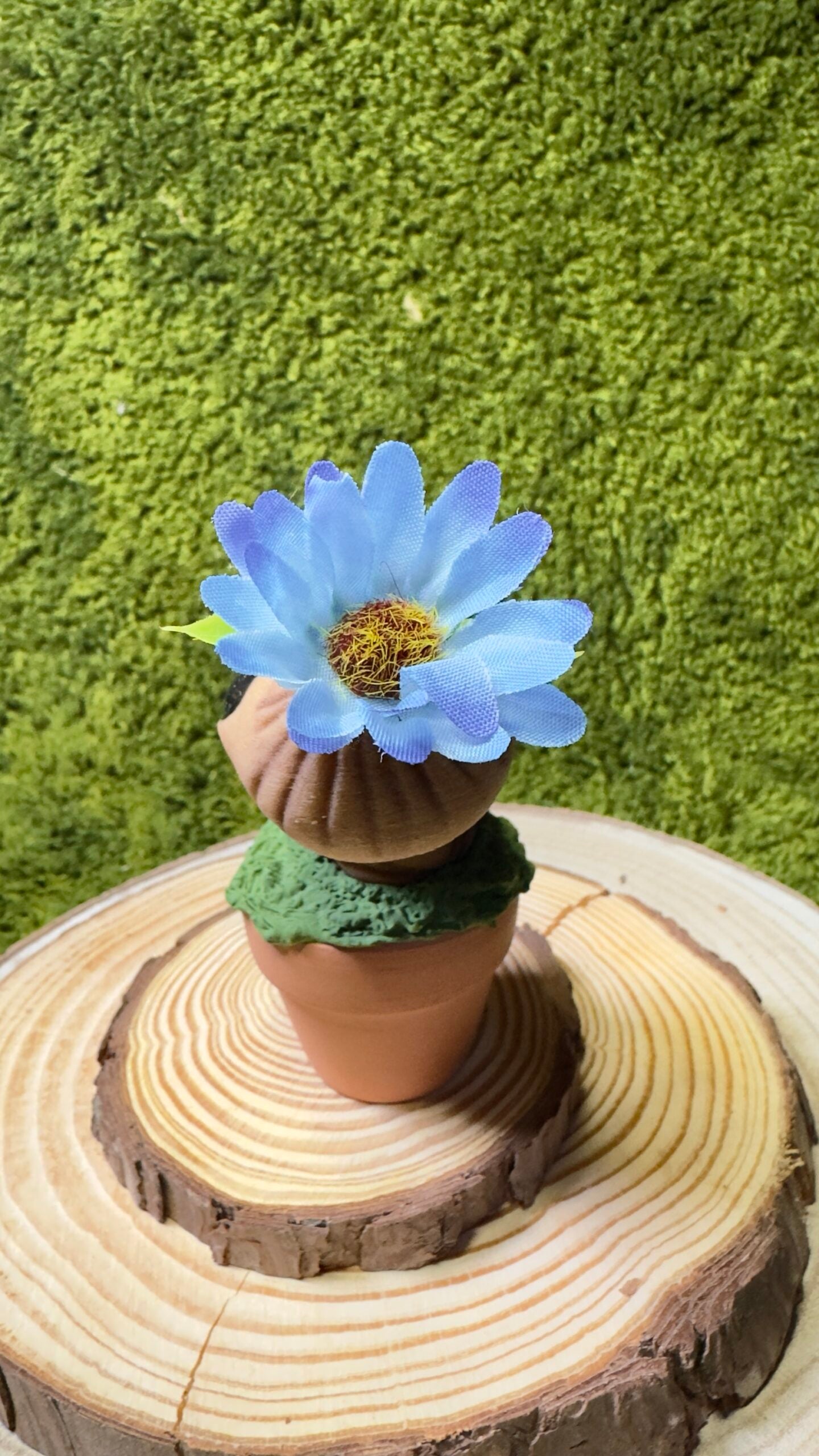 Mandrágora bebé flor azul y mariquita image 3